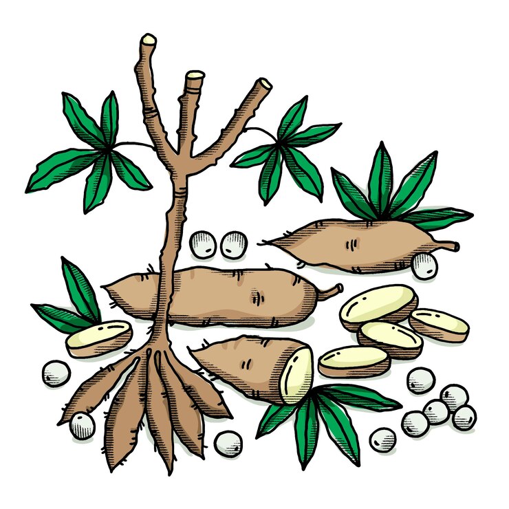 Ücretsiz Vektör hand drawn tapioca illustration collection