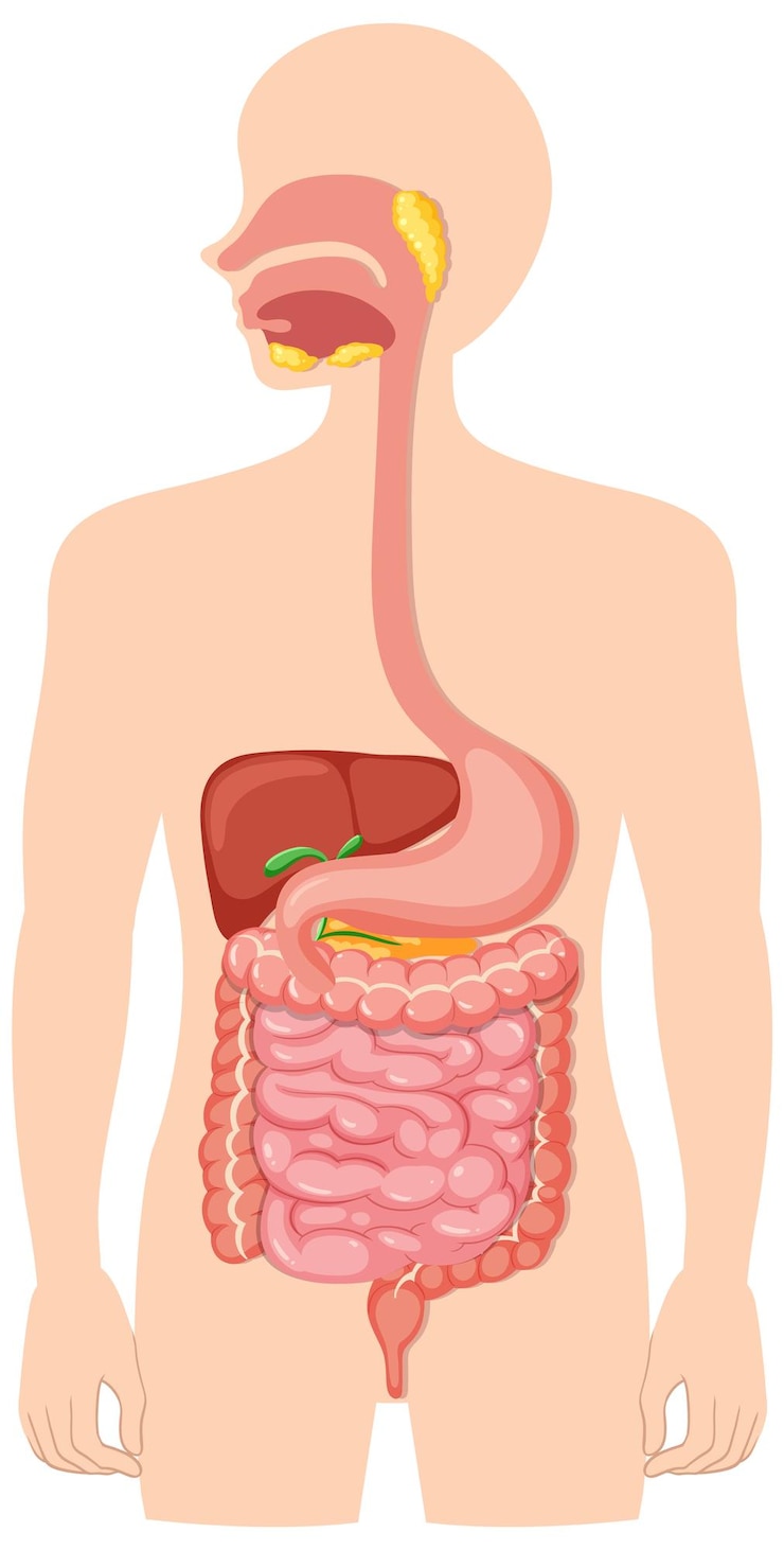 Ücretsiz Vektör human medical digestive system