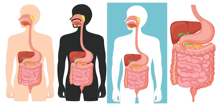 Ücretsiz Vektör science anatomy education of the human digestive system