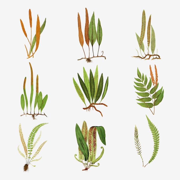 Ücretsiz Vektör set of vintage fern leaves 