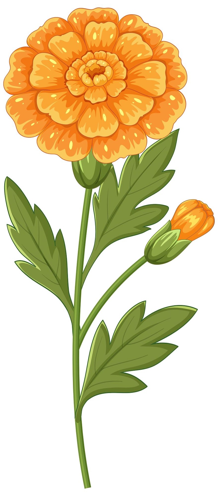 Ücretsiz Vektör vibrant marigold vector illustration with bud