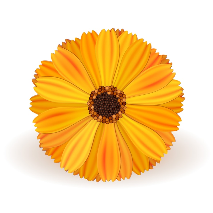 Ücretsiz Vektör yellow vector marigold flower realistic on white background