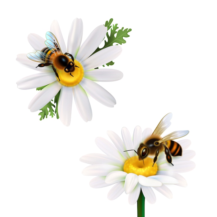 Vecteur gratuit abeilles sur des fleurs de marguerite