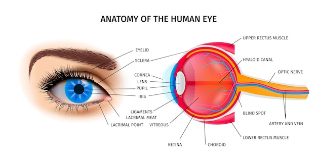 Affiche d'anatomie de l'oeil humain avec symboles de paupière et de nerf optique illustration vectorielle isométrique