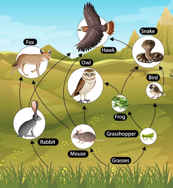 Vecteur gratuit affiche d'éducation de la biologie pour le diagramme des chaînes alimentaires