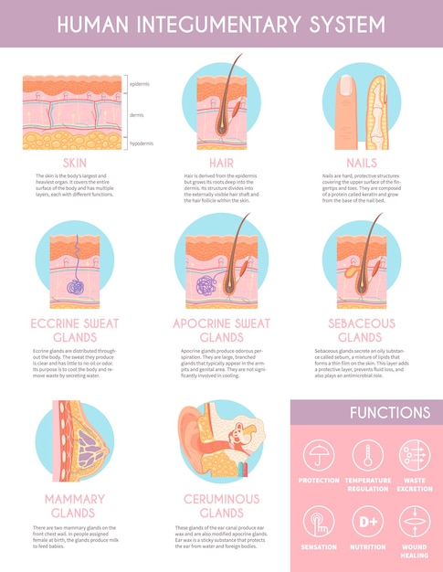 Vecteur gratuit affiche infographique du système tégumentaire humain illustrant l'anatomie des glandes sébacées des poils de la peau glandes sudoripares apocrines illustration vectorielle plane