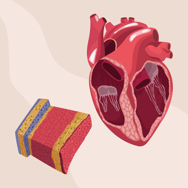 affiche d'organe réaliste de tissus cardiaques