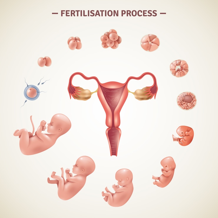 Vecteur gratuit affiche sur le processus de fertilisation humaine