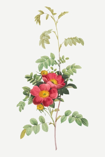 Affiche vintage alpine rose