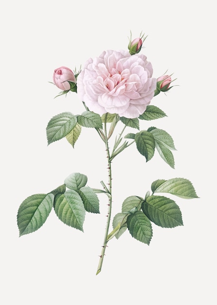 Vecteur gratuit affiche vintage rosa alba