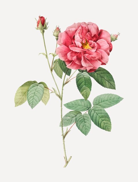 Affiche Vintage Rosa Gallica