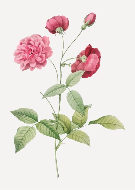 Affiche Vintage Rose de Chine