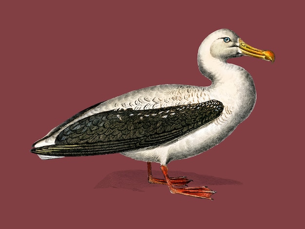 Vecteur gratuit albatros (diomedeidae) illustré par charles dessalines d'orbigny (1806-1876).