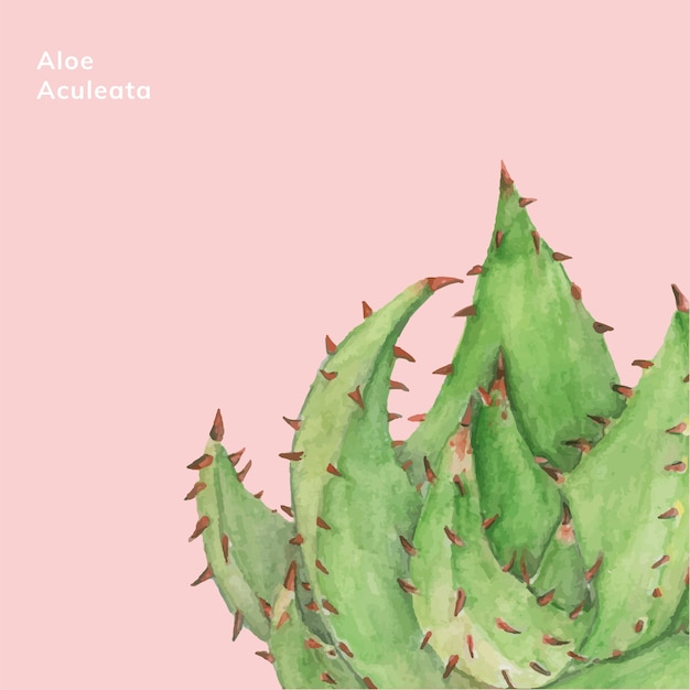 Vecteur gratuit aloe aculeata plante dessiné à la main