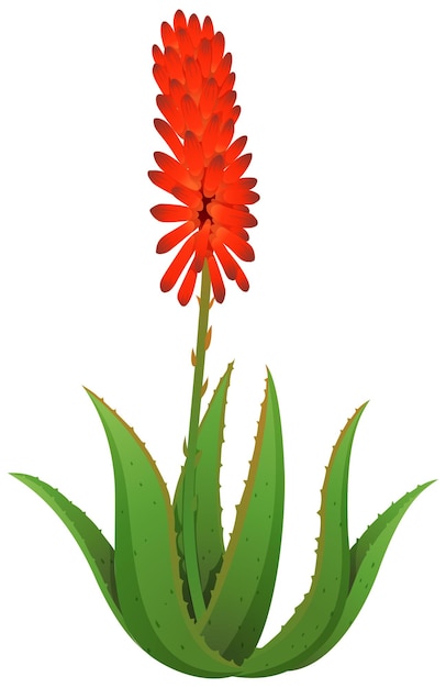 Vecteur gratuit aloe vera aux fleurs rouges