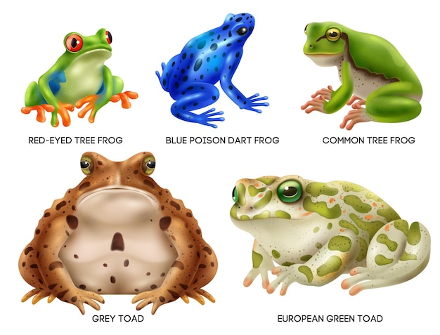 Amphibiens Réalistes, Grenouilles, Crapauds, Icônes Avec Des Yeux Rouges, Des Fléchettes Bleues, Des Flèches Polonais, Des Arbres Communs, Des Grenouilles Vertes Et Européennes, Illustration Vectorielle