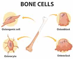 Vecteur gratuit anatomie des cellules osseuses humaines