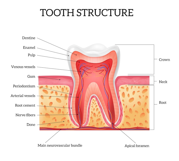 Vecteur gratuit anatomie de la dent humaine avec des pièces étiquetées, infographie réaliste sur blanc