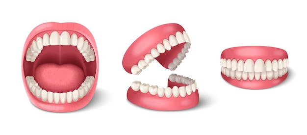 Vecteur gratuit anatomie dentaire des dents humaines sertie d'illustration vectorielle isolée de mâchoires réalistes