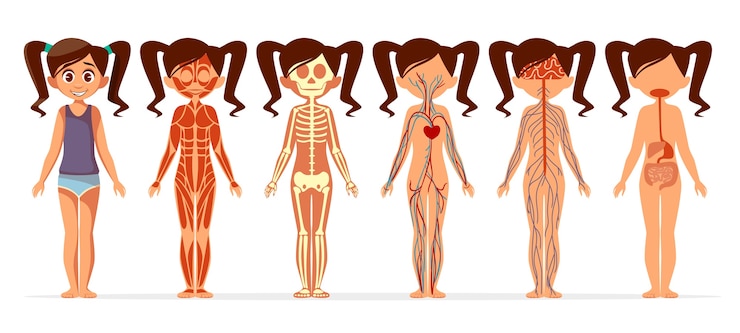 Vecteur gratuit anatomie du corps de la fille. dessin animé médical femme corps humain structure de musculaire