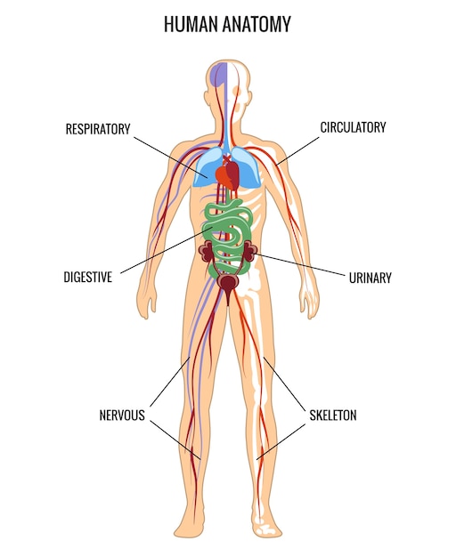 Vecteur gratuit anatomie humaine. urinaire et digestif, squelette et respiratoire, nerveux.