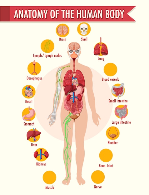 organes internes du corps humain schéma d'affiche infographique plat avec  icônes images emplacement nom et définitions illustration vectorielle.  coeur, cerveau, foie et reins, système reproducteur masculin 5920712 Art  vectoriel chez Vecteezy