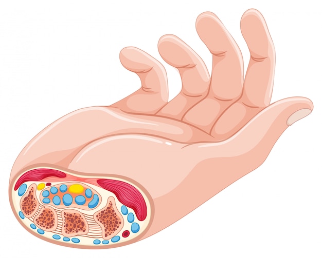 Vecteur gratuit anatomie de la main humaine sur blanc