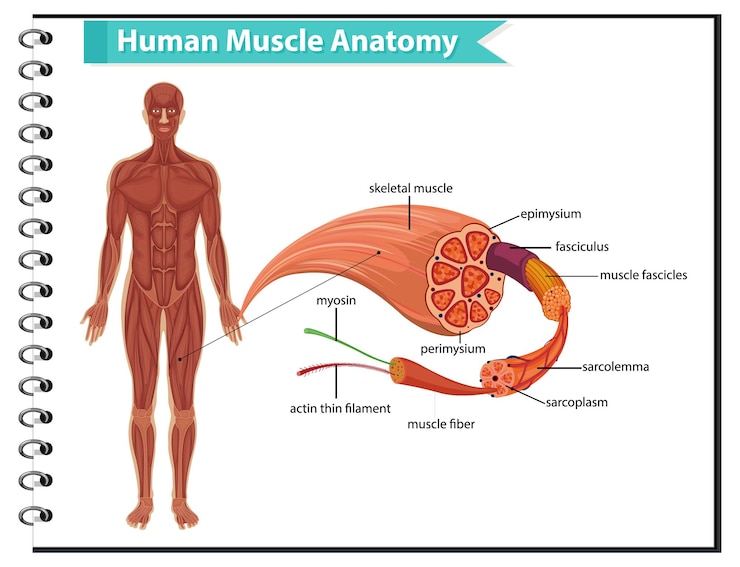 Vecteur gratuit anatomie musculaire humaine avec anatomie corporelle