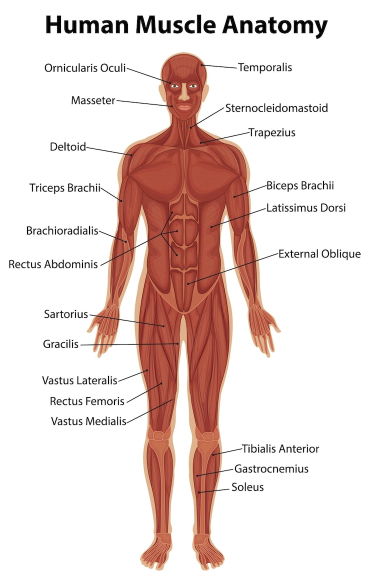 Vecteur gratuit anatomie musculaire humaine avec anatomie corporelle