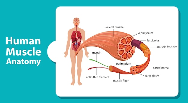 Vecteur gratuit anatomie musculaire humaine avec anatomie corporelle