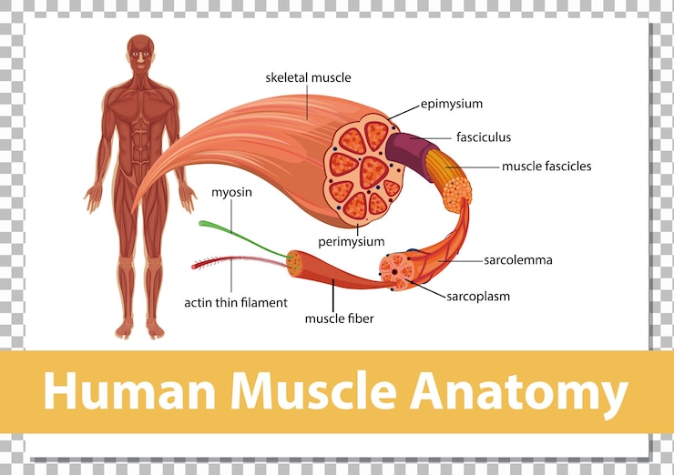 Vecteur gratuit anatomie musculaire humaine avec anatomie corporelle