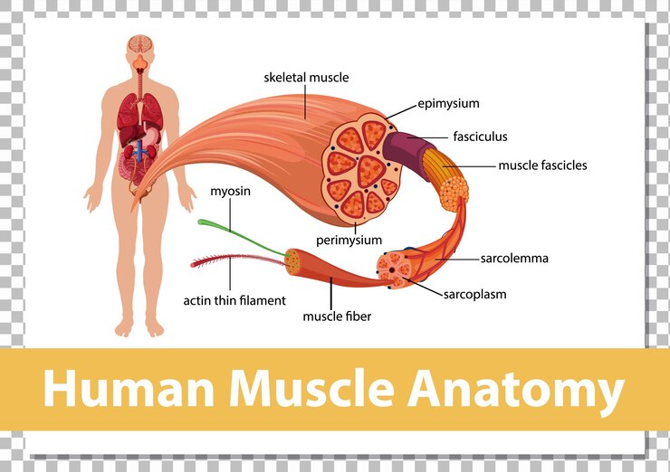 Vecteur gratuit anatomie musculaire humaine avec anatomie corporelle