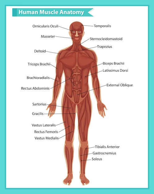 Vecteur gratuit anatomie musculaire humaine avec anatomie corporelle