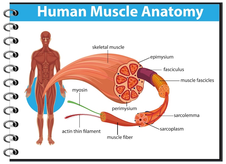 Vecteur gratuit anatomie musculaire humaine avec anatomie corporelle
