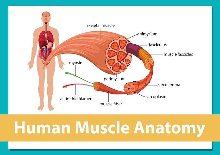 Vecteur gratuit anatomie musculaire humaine avec anatomie corporelle