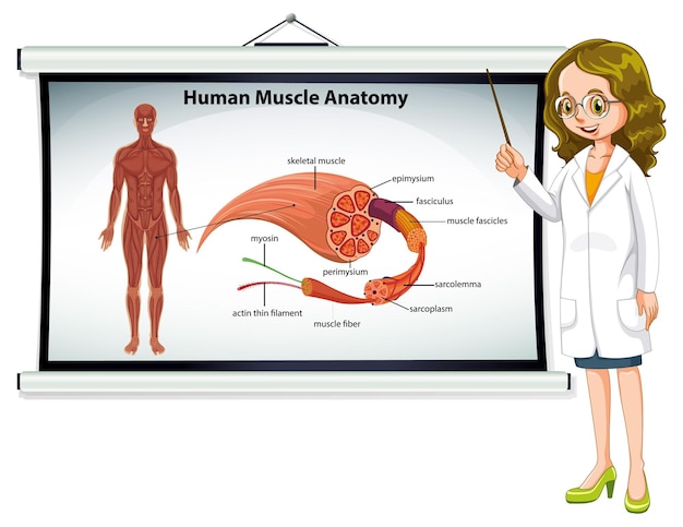 Vecteur gratuit anatomie musculaire humaine avec anatomie corporelle