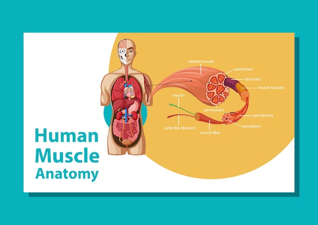 Anatomie musculaire humaine avec anatomie corporelle