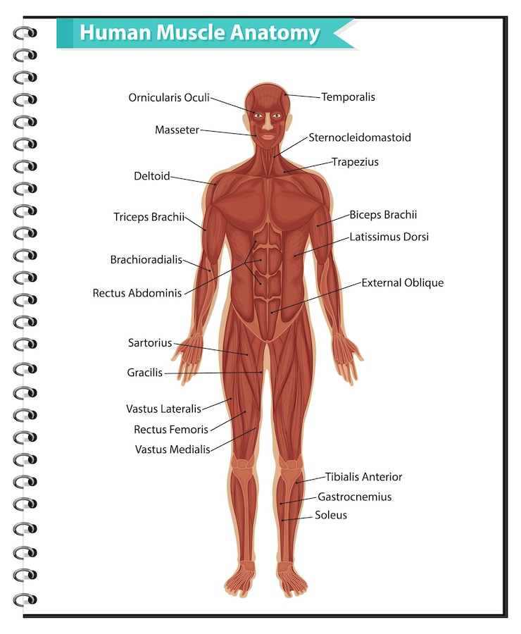 Vecteur gratuit anatomie musculaire humaine avec anatomie corporelle