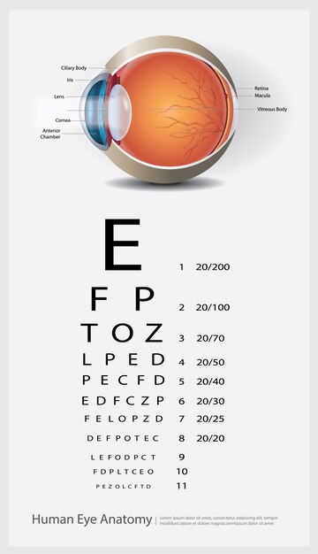 L'anatomie de l'œil humain