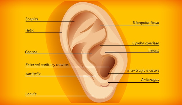 Vecteur gratuit anatomie de l'oreille externe