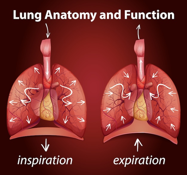 Vecteur gratuit anatomie pulmonaire et fonctions pour l'éducation