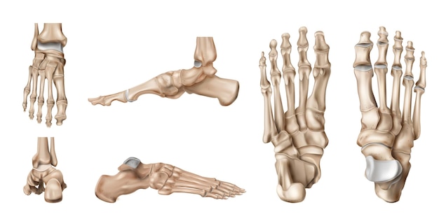 Vecteur gratuit anatomie réaliste des os du pied sertie de vues latérales isolées du squelette de pas humain sur illustration vectorielle fond blanc