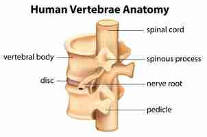 Vecteur gratuit anatomie des vertèbres humaines