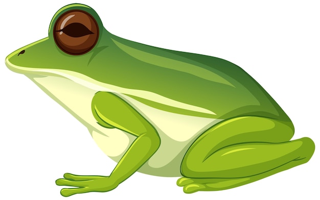 Animal grenouille verte sur fond blanc