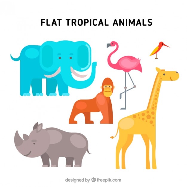 Animaux Tropicaux Plats