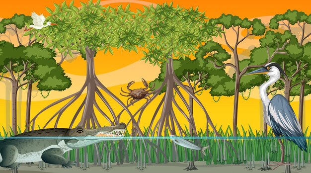 Les animaux vivent dans la forêt de mangrove au coucher du soleil