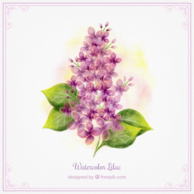 Aquarelle design lilas