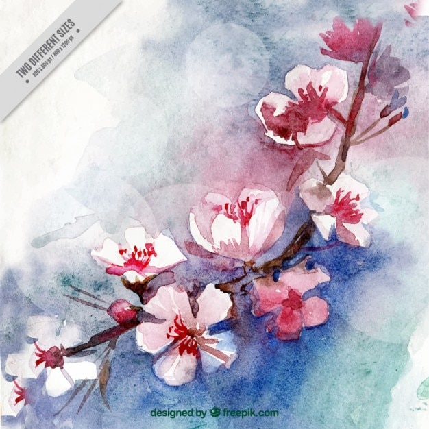 Aquarelle Fleurs De Cerisier Fond