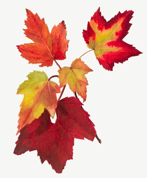 Aquarelle d'illustration botanique de feuilles d'automne rouges, remixée à partir des œuvres de Mary Vaux Walcott