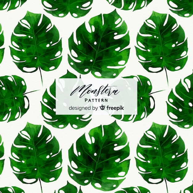 Aquarelle Monstera Feuilles Fond